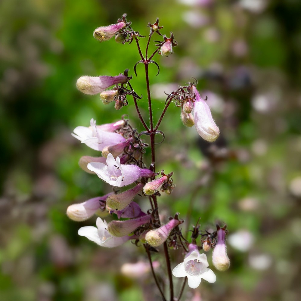 Galane dark towers - penstemon - le pot / ø 9cm