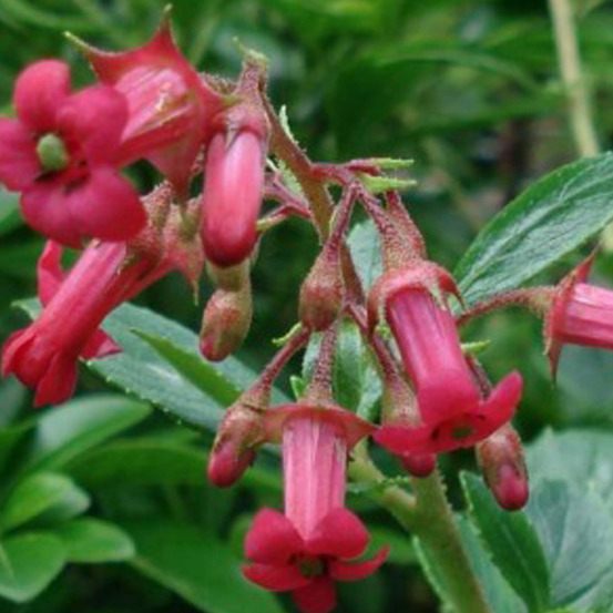 2 x escallonia 'C.F. Ball' – arbustes persistants en pot 40-50 cm