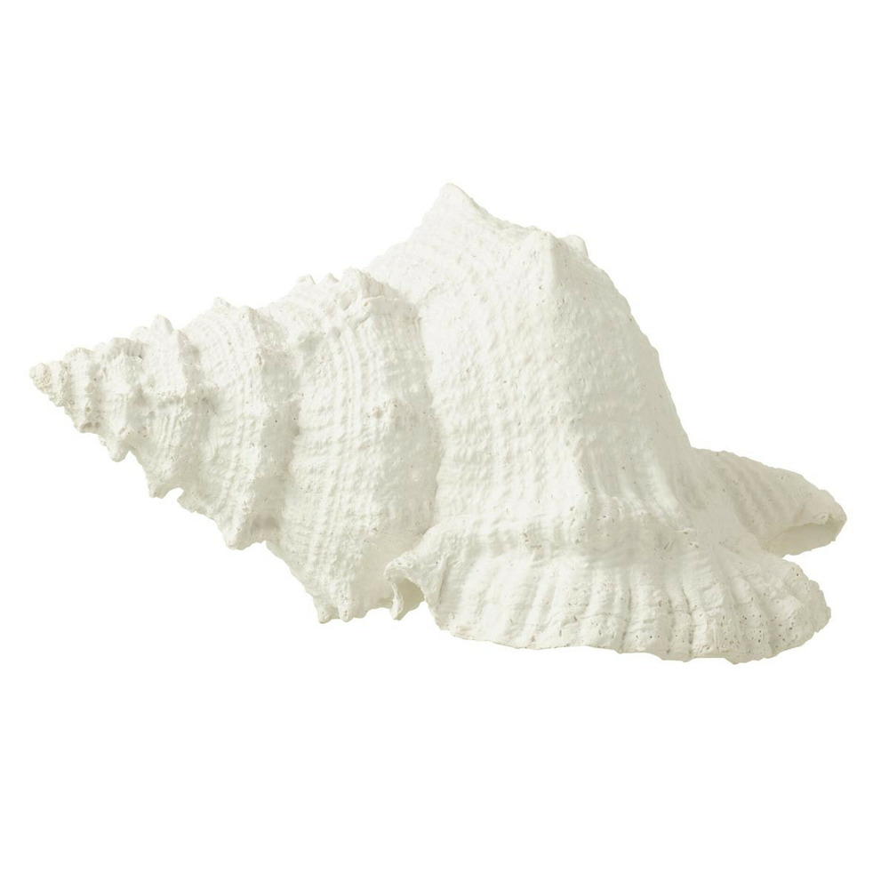 Coquillage déco 