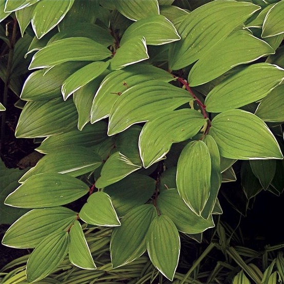 Polygonatum falcatum 'variegatum' godet de 8/9 cm