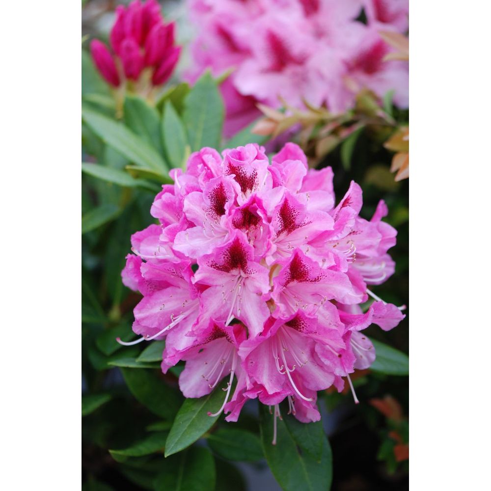 Rhododendron 'cosmopolitain' - en pot de 5 litres