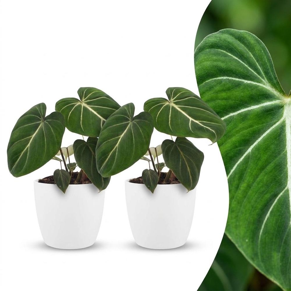 Philodendron gloriosum - pot de 12cm - plantes d'intérieur
