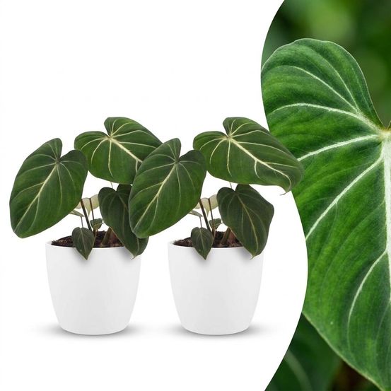 Philodendron gloriosum - pot de 12cm - plantes d'intérieur