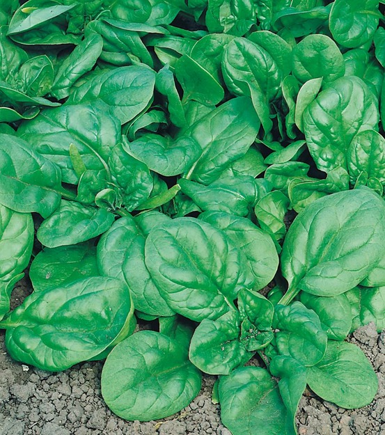 Epinard lagos hf1 - 20 g