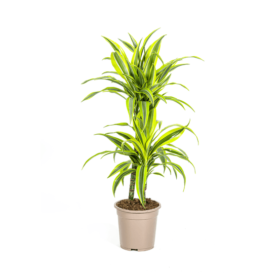 Dracaena deremensis lemon lime ø19cm - ↕70 - 90cm - plantes d'intérieur