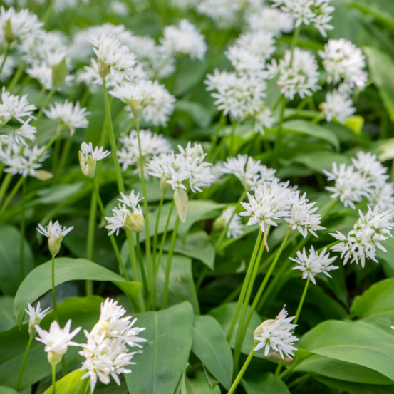 Plant ail des ours pot 1l