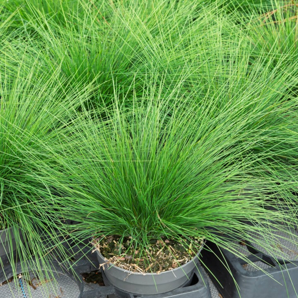 Fétuque améthyste - le pot / ø 9cm