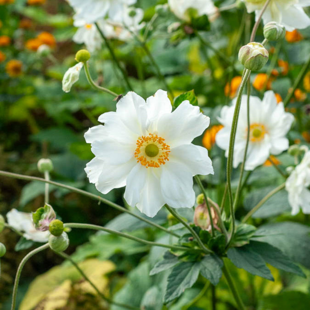 Anémone du japon whirlwind - le pot / 8cm