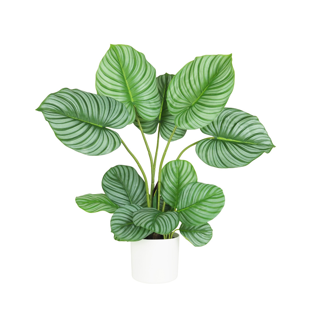Plante verte calathea artificiel 75cm