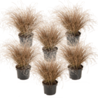 Carex comans bronco - set de 6 - laîche - herbe ornementale à croissance basse - pot de 10.5 - hauteur 15-25cm