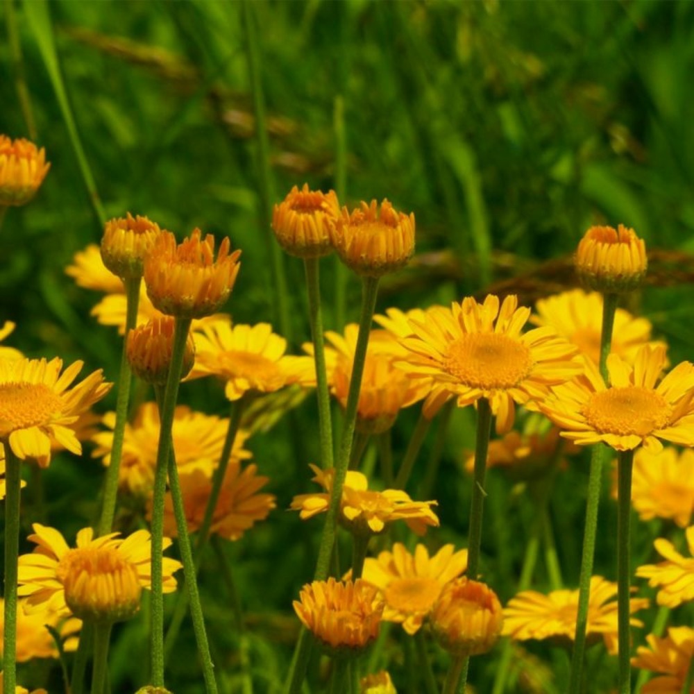 2 Anthemis Hybrida 'Kelwayi' - Vendu par 2…