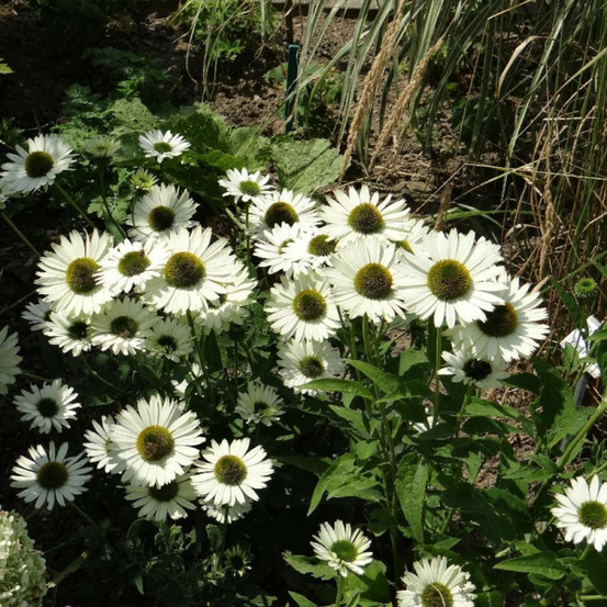 Échinacée purpurea virgin® lot de 9 godets