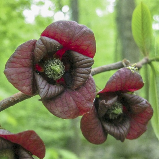 Asiminier, pawpaw pot de 2l/3l