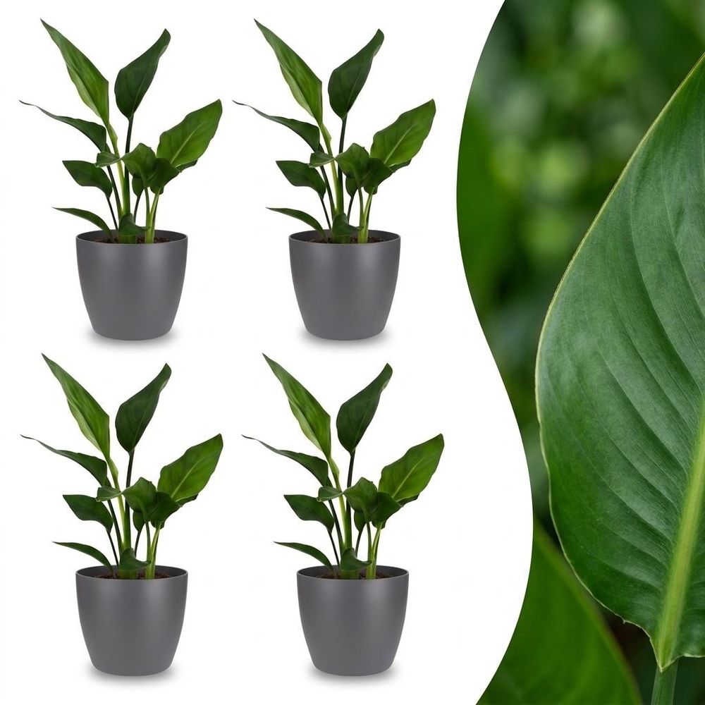 Strelitzia reginea - oiseau de paradis - pot de 12cm