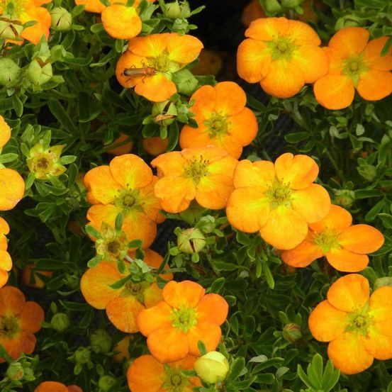 Potentille arbustive 'bella sol' pot de 2l/3l