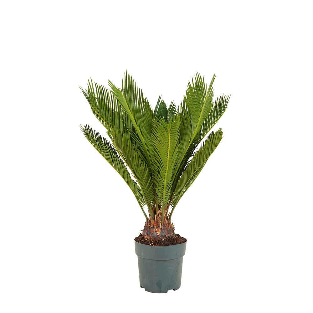Cycas revoluta - palmier de la paix - sagoutier - plante d’intérieur - hauteur 60-80 cm - pot 17 cm