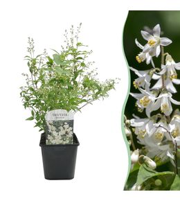 Arbustes - deutzia gracilis - h45 cm - ø17 cm