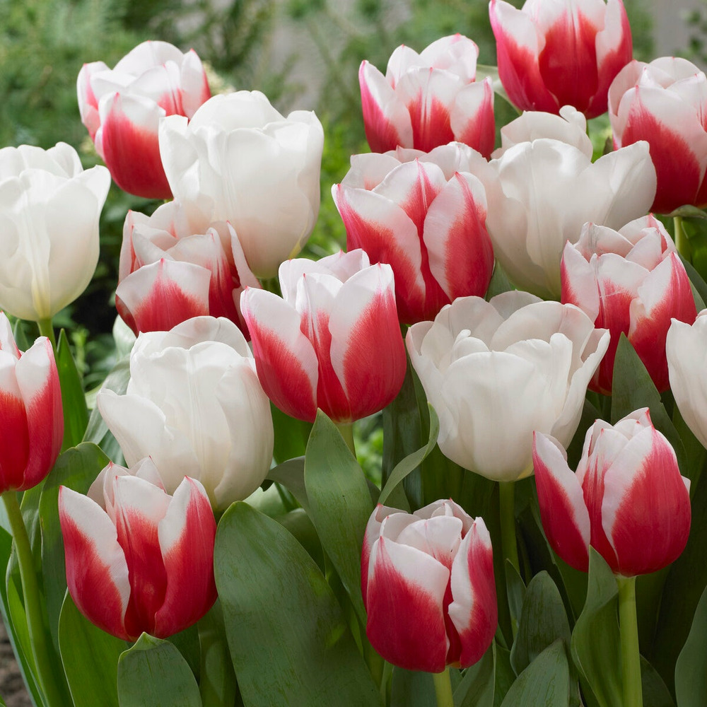 10 tulipes red snow en mélange - le sachet de 10 bulbes / circonférence 12cm+