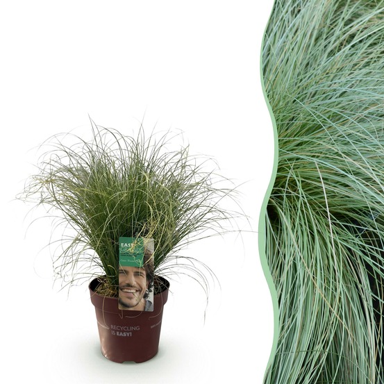 Carex comans frosted curls – pot 17 cm – hauteur 50 cm