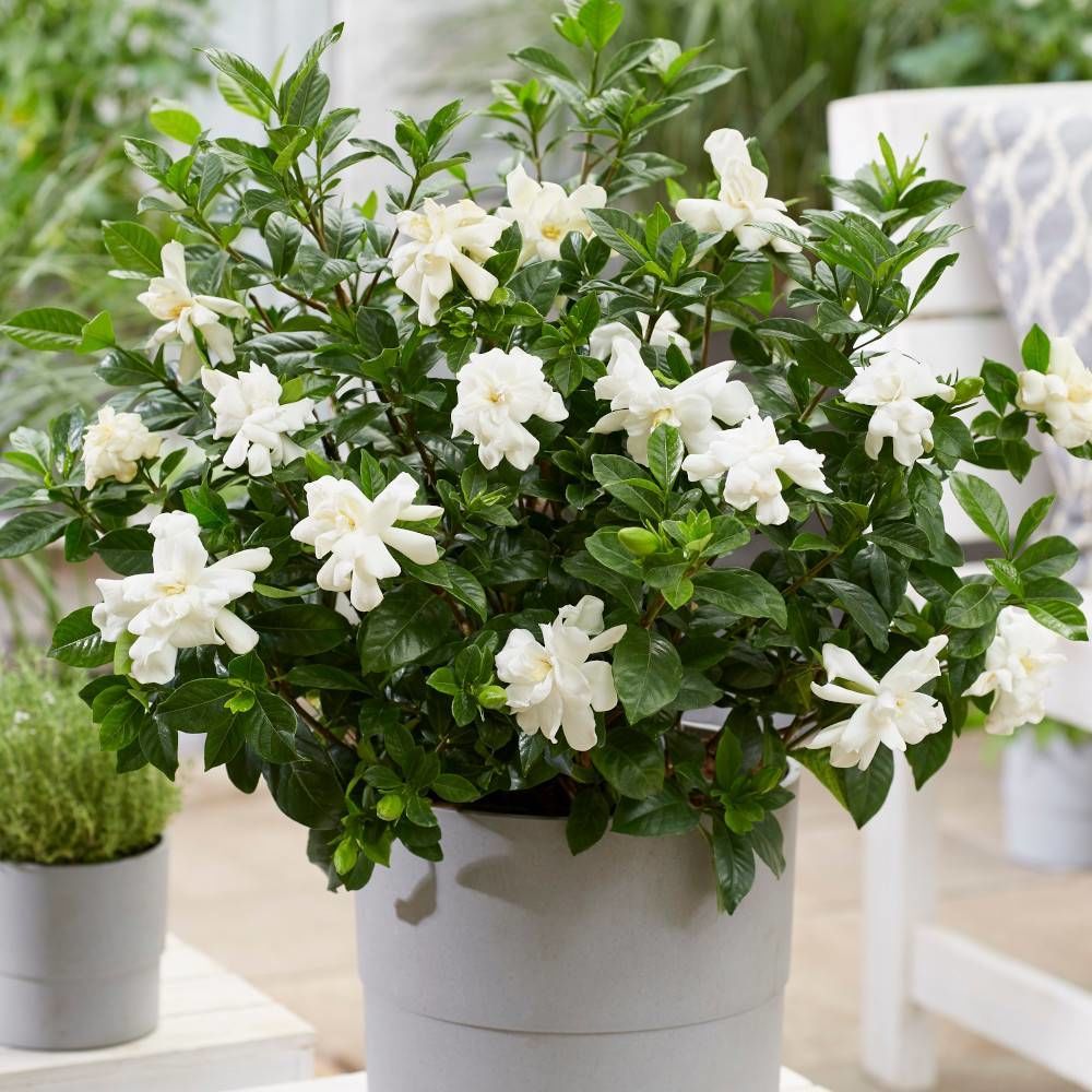Gardenia double diamond® 'leefour', gardénia, jasmin du cap pot de 4l - 20/40 cm