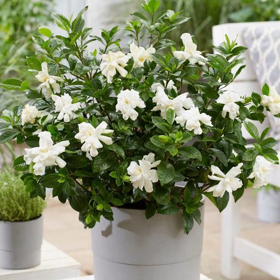 Gardenia double diamond® 'leefour', gardénia, jasmin du cap pot de 4l - 20/40 cm