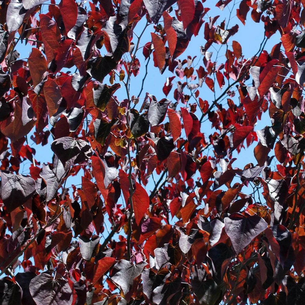 Cercis du canada merlot, arbre de judée, gainier du canada pot de 15l - baliveau