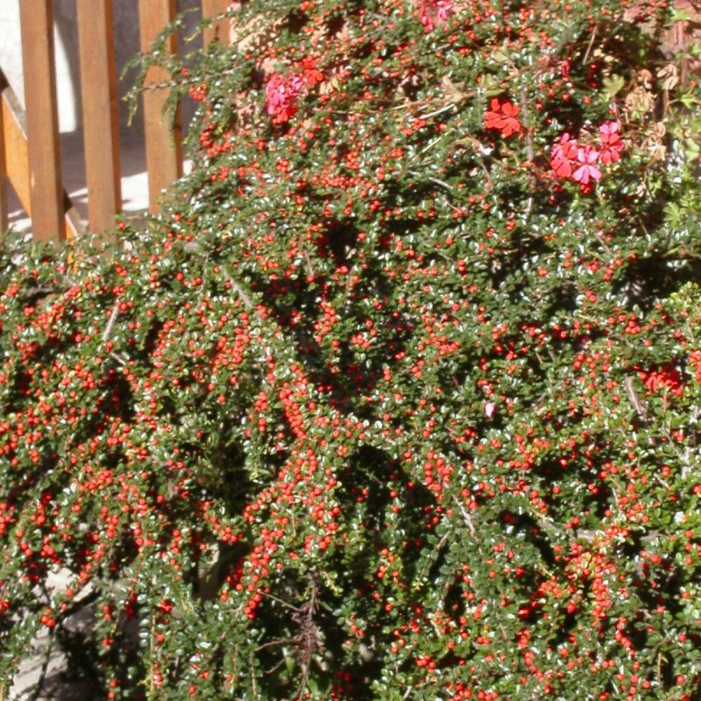 Cotoneaster rampant skogholm, cotonéaster pot de 3l - 20/40 cm