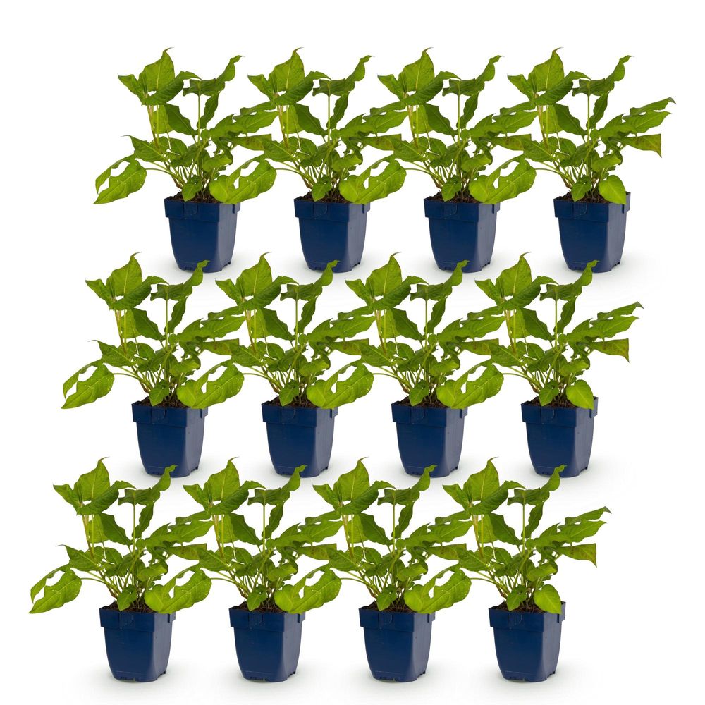 Renouée - lot de 12 - pot 11 cm - hauteur 25 cm - plante d'extérieur