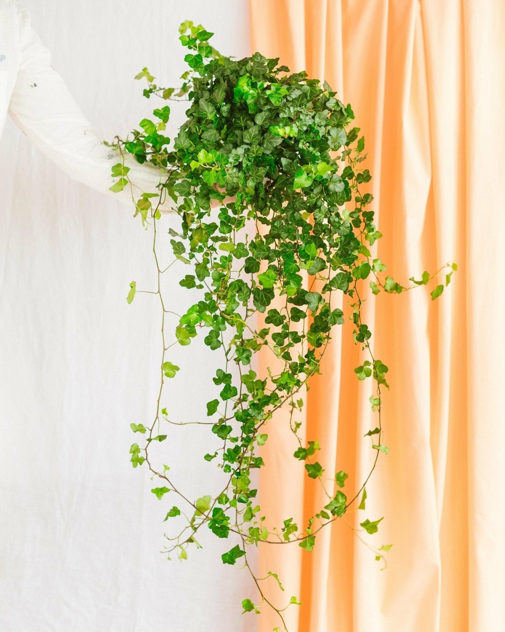 Hedera lierre tombant 70cm - plante d'intérieur