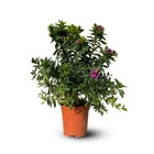 Polygala myrtifolia - plante fleurie - ↕ 60-70 cm - ⌀ 19 cm - plante d'extérieur