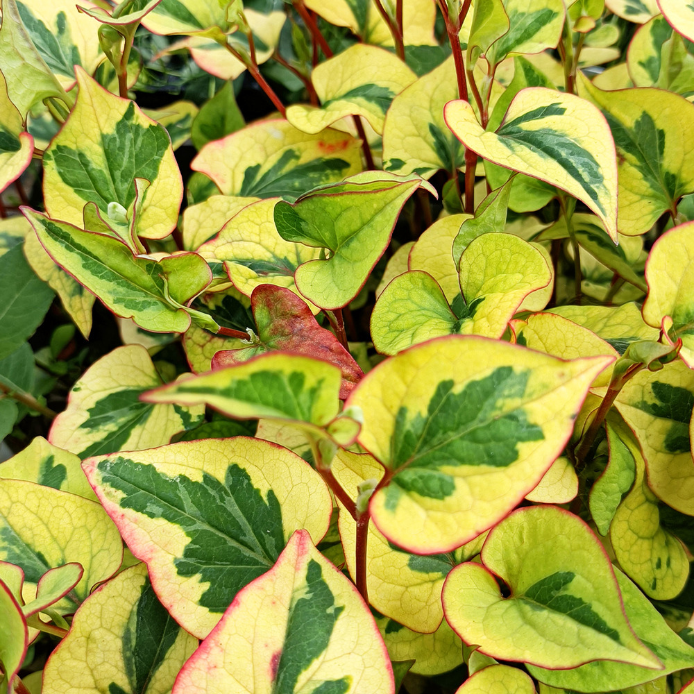 Houttuynia cordata 'chamaeleon' godet de 7/8 cm