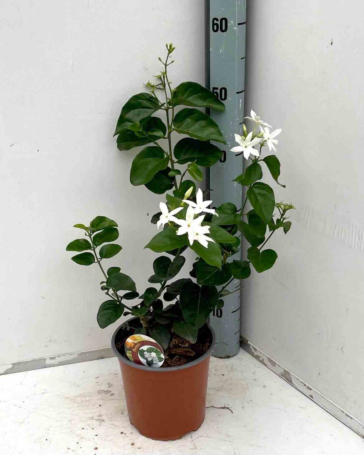 Jasminum sambac (jasmin d'arabie)   blanc - taille pot de 2 litres ? 40/60 cm