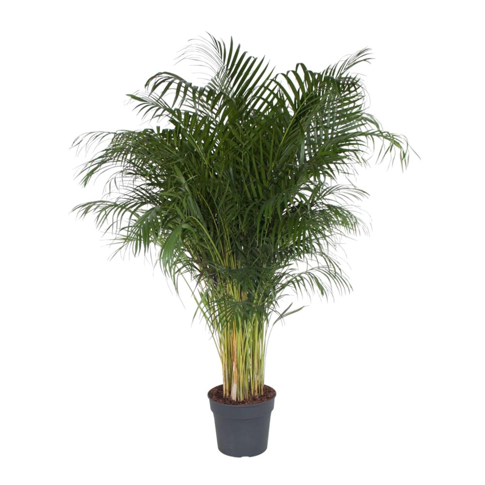 Dypsis lutescens - plantes d'intérieur