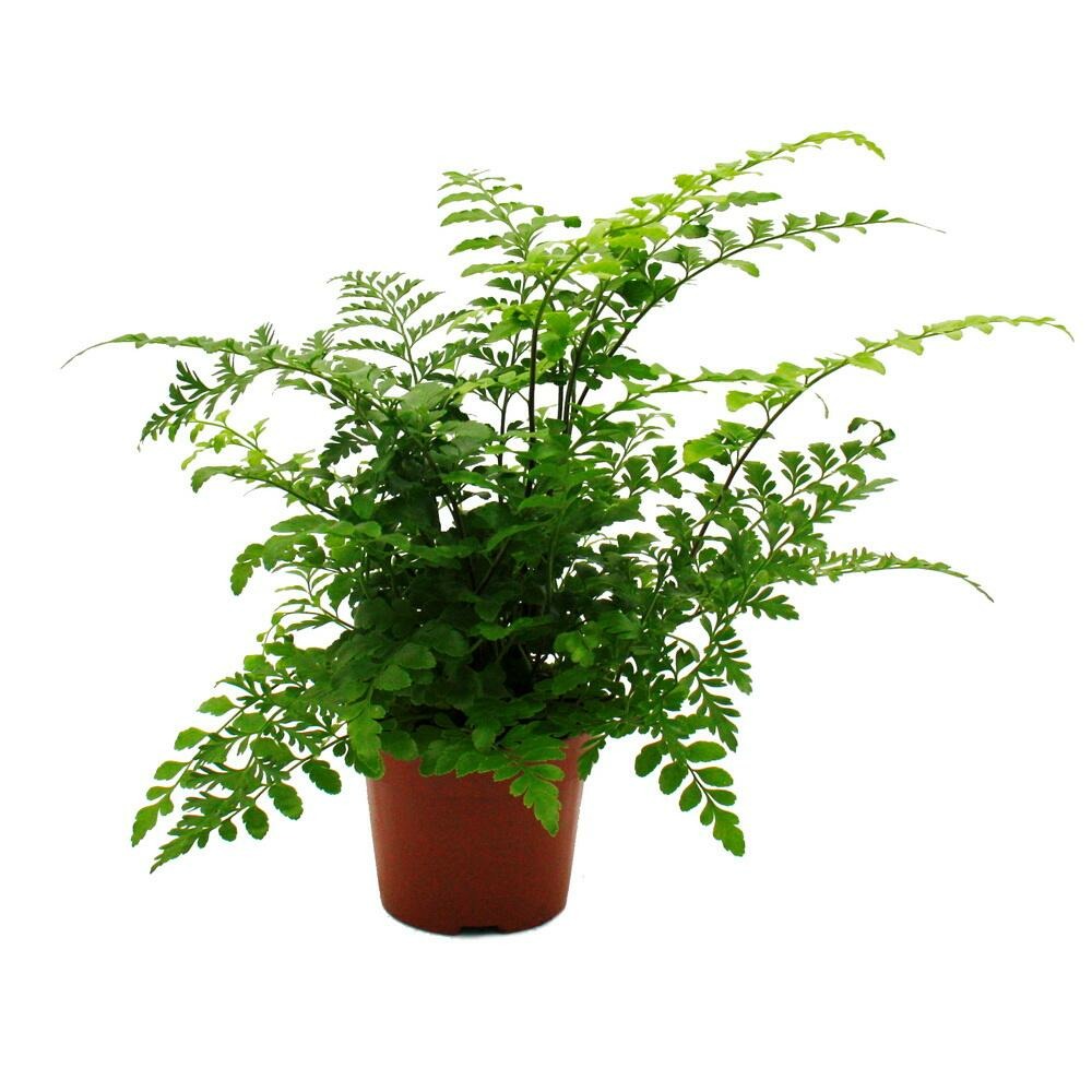 Asplenium dimorphum parvati variétés spéciales de fougères pour la chambre fougère à bandes pot de 12cm