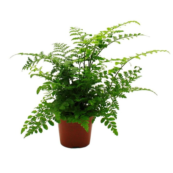 Asplenium dimorphum parvati variétés spéciales de fougères pour la chambre fougère à bandes pot de 12cm