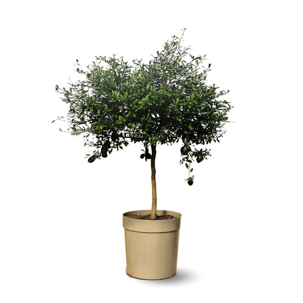 Citron caviar rouge agrume méditerranéen arbre fruitier ↕ 7585