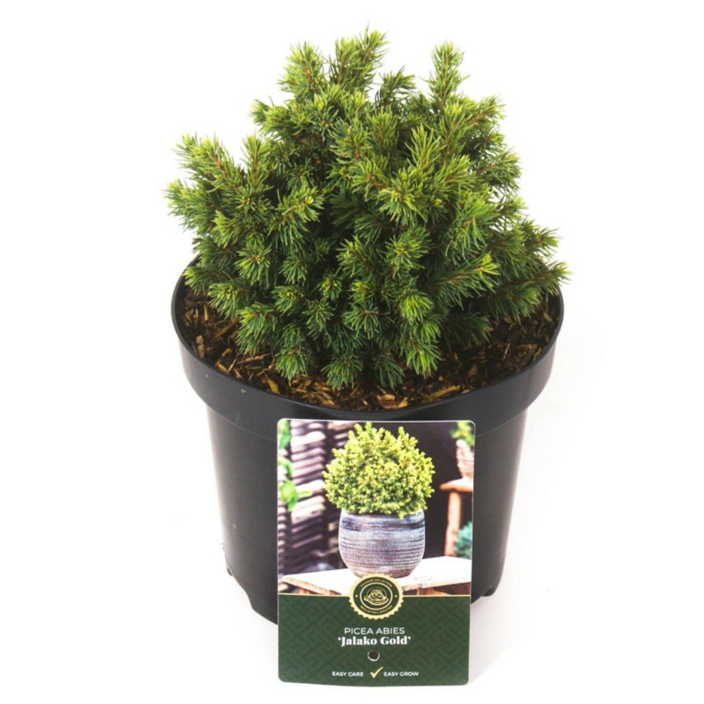 Épicéa blanc jalako gold - picea glauca jalako gold 20/30cm pot 2,5l