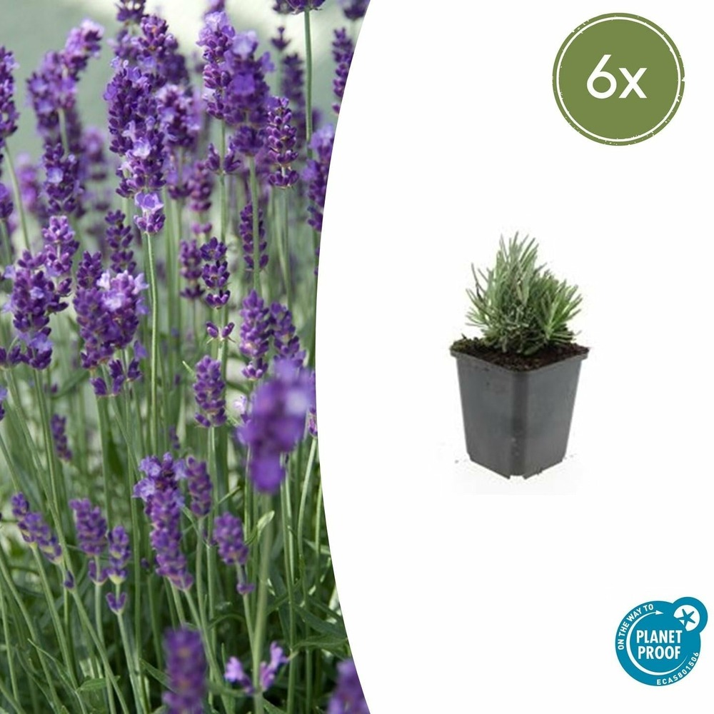 Lavande angustifolia 'dwarf blue' x6 – entre 0,38 et 0,5m2