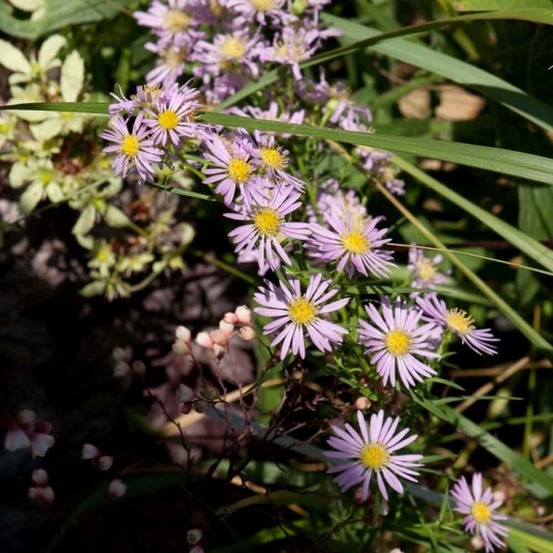 Aster amethystinus 'kylie' godet de 8/9 cm