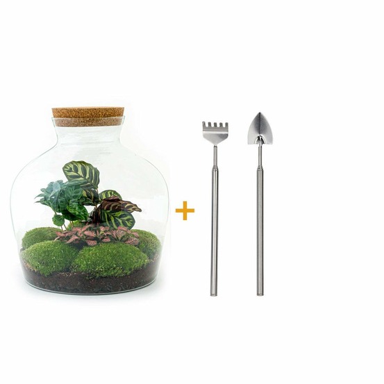 Kit terrarium diy - joy calathea + caféier + fittonia rouge - rateau + pelle