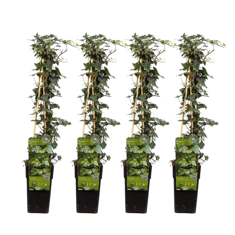 Lot de 4 - hedera helix - h65 cm - ø15 cm - plantes d'intérieur