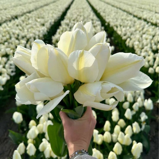 Tulipe purissima - 15 bulbes
