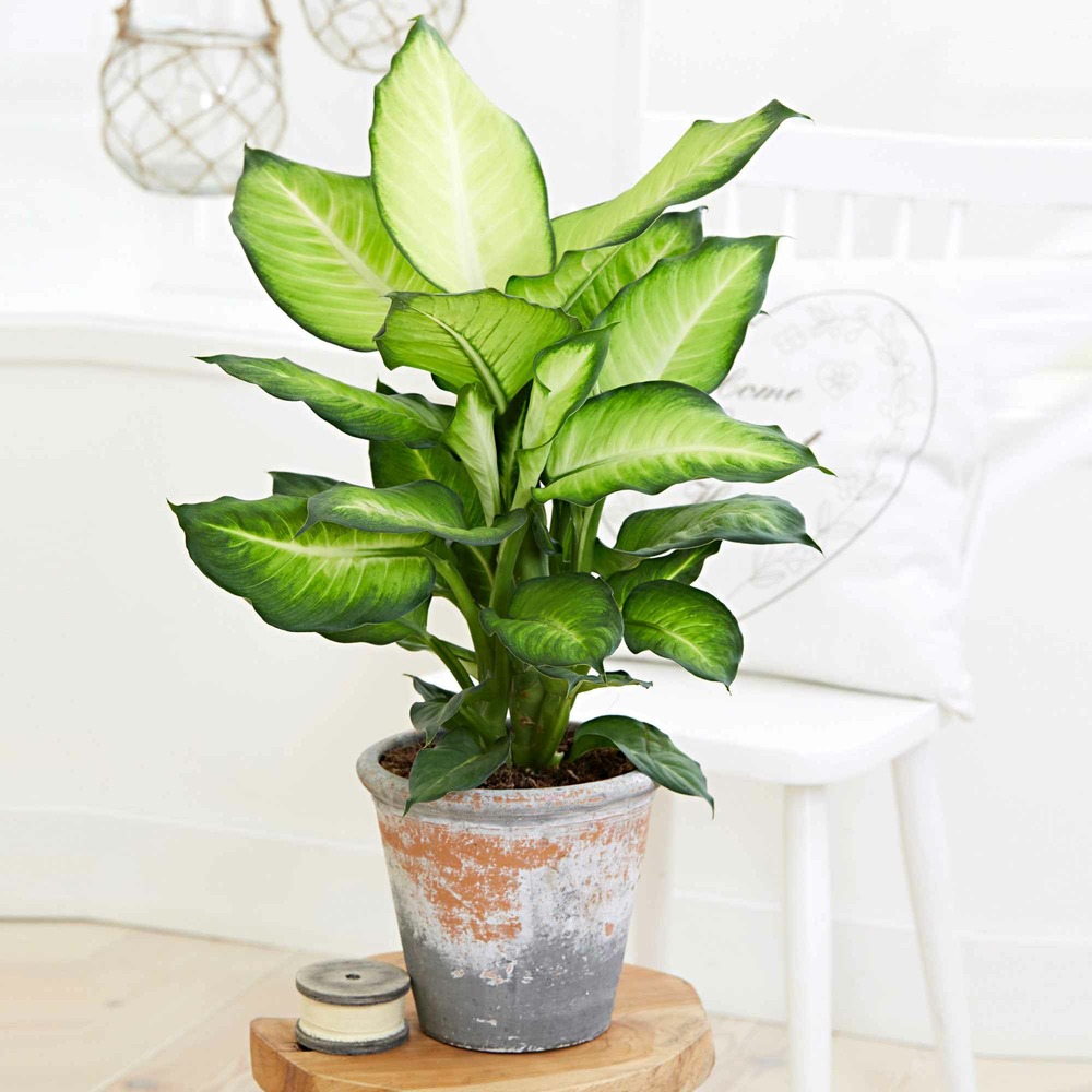 Dieffenbachia summer style - le pot / ø 17cm / hauteur livrée 55-60cm
