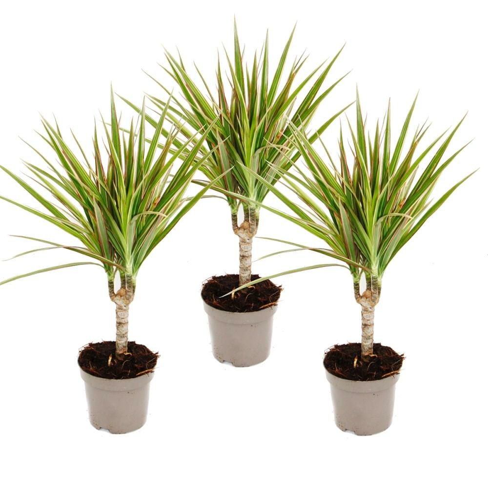 Dragonnier bicolore - dracaena marginata bicolor - set de 3 plantes