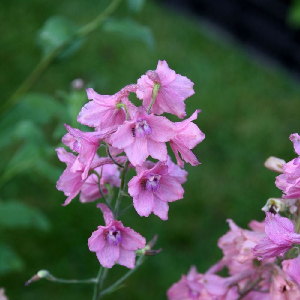 Pied d'alouette ruysii 'pink sensation' godet de 8/9 cm