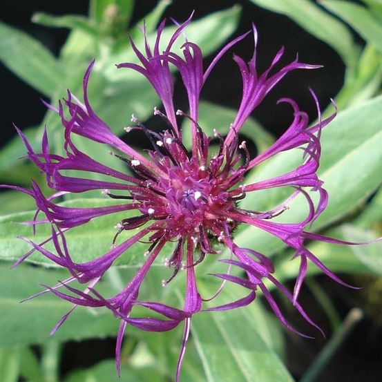 Bleuet, barbeau des montagnes 'amethyst dream' godet de 8/9 cm