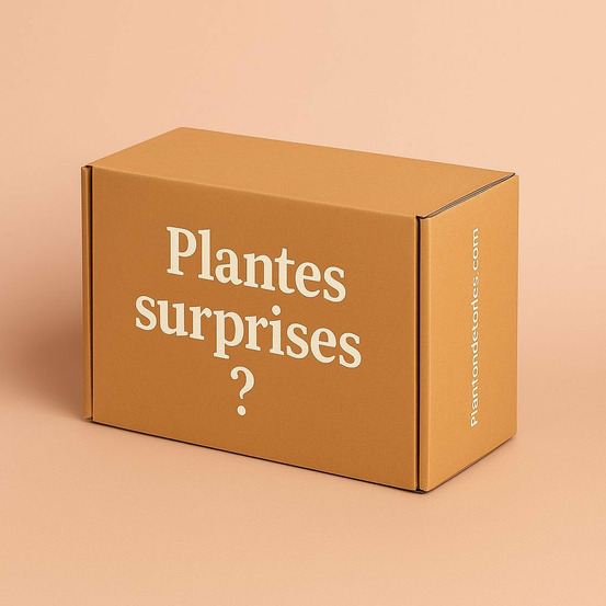 Box plantes mystères - pack plantes surprises - lot plantes d'intérieur surprises - 9 plantes surprises