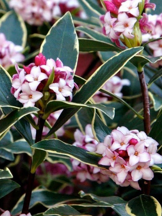 Bois-joli odorant 'aureomarginata' pot de 2l/3l