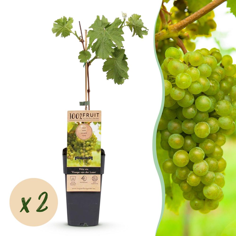 Vigne 'vroege laan' - pot 15 cm - hauteur 50 cm