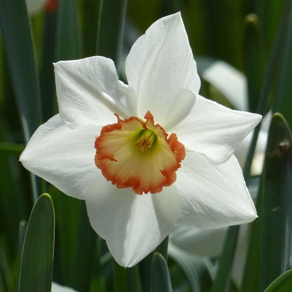 Narcisse 'audubon' bulbe calibre 14+ (par 10)